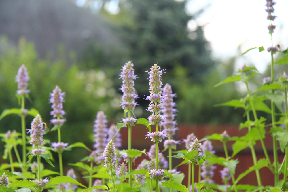 Where to Buy a Patchouli Plant